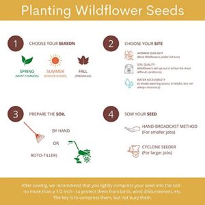 Honey Bee Wildflower Pollinator Mix - 65,000+ Seeds Perennial & Annual Flowers - Planting Outdoors to Save The Bees - California Poppy, Primrose, Bergamot & More