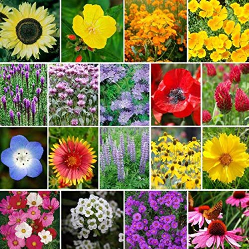 Honey Bee Wildflower Pollinator Mix - 65,000+ Seeds Perennial & Annual Flowers - Planting Outdoors to Save The Bees - California Poppy, Primrose, Bergamot & More