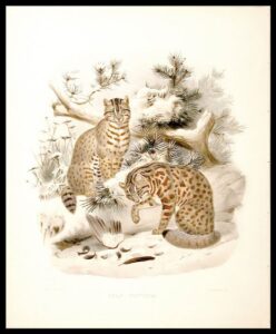 felis euptilura [leopard cat]