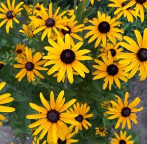rattlefree black eyed susan flower seeds for planting | heirloom & non-gmo | 500 seeds to plant in your home garden | planting packets include instructions