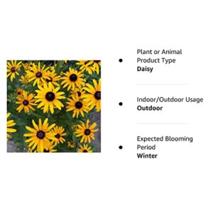 RattleFree Black Eyed Susan Flower Seeds for Planting | Heirloom & Non-GMO | 500 Seeds to Plant in Your Home Garden | Planting Packets Include Instructions