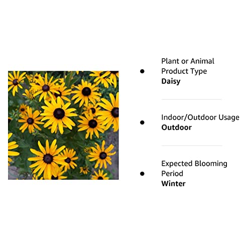 RattleFree Black Eyed Susan Flower Seeds for Planting | Heirloom & Non-GMO | 500 Seeds to Plant in Your Home Garden | Planting Packets Include Instructions