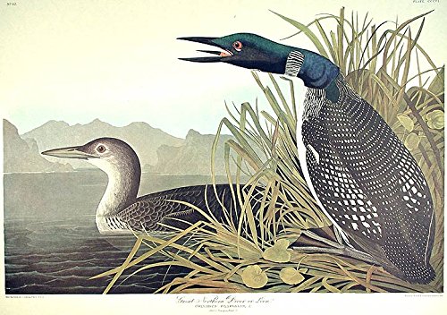 Great Northern Diver or Loon. From"The Birds of America" (Amsterdam Edition)