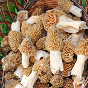 TRUE morel mushroom grow kit grow morel mushrooms at home and garden