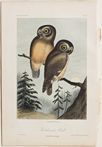 Kirtland's Owl