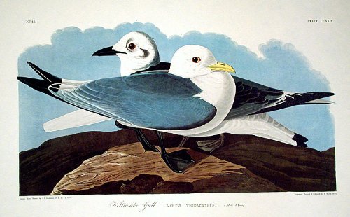 Kittiwake Gull. From"The Birds of America" (Amsterdam Edition)