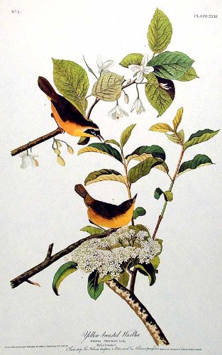 Yellow-breasted Warbler. From"The Birds of America" (Amsterdam Edition)