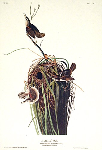 Marsh Wren. From"The Birds of America" (Amsterdam Edition)