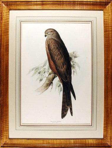 Black Kite. Milvus ater