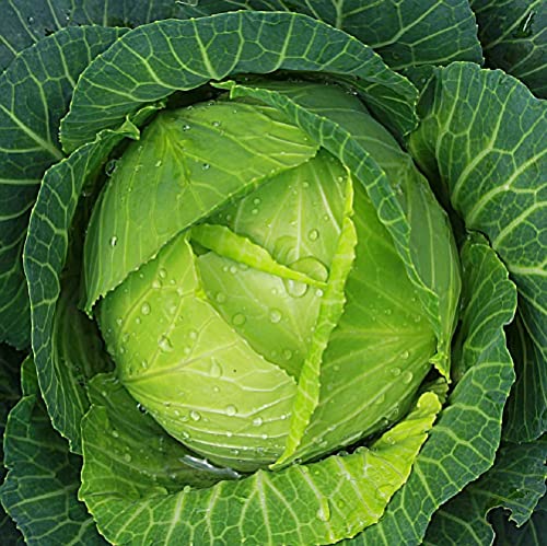 Cabbage Seeds (Copenhagen Market) | Cabbage Seeds for Planting Outdoor Gardens | Heirloom & Non-GMO | Planting Instructions Included