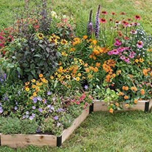 Monarch Butterfly Garden Kit -28 Species of Perennial Milkweed and Wildflower Seeds - If You Grow it Monarchs Will Come - Kids STEM Project - Create a Beautiful Garden Full of Butterflies