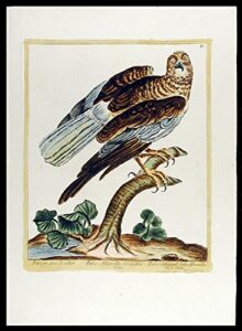 faucon avec le colier [collared albanella falcon]
