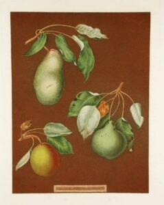 [pears] double blossom pear; swan’s egg pear; winter swan’s egg pear