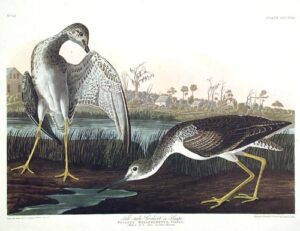 tell-tale godwit or snipe. from”the birds of america” (amsterdam edition)