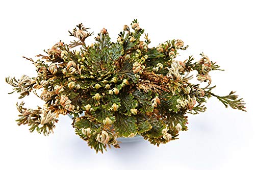 Incense Garden Rose of Jericho Flower The Resurrection Plant (2 Roses)