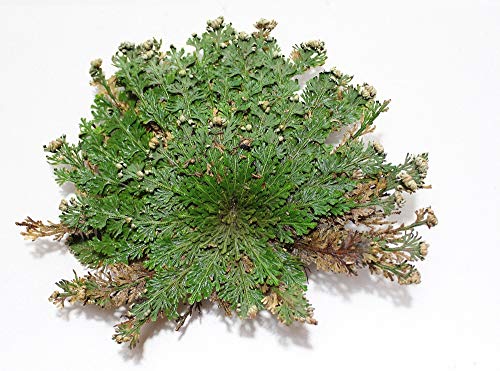 Incense Garden Rose of Jericho Flower The Resurrection Plant (2 Roses)