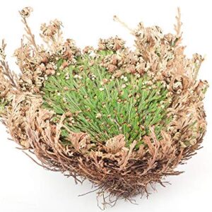 Incense Garden Rose of Jericho Flower The Resurrection Plant (2 Roses)