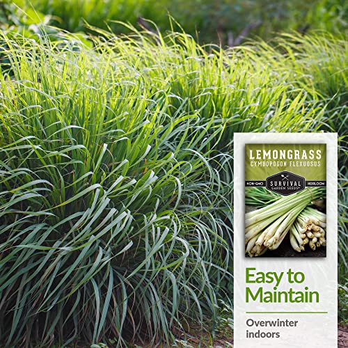 Survival Garden Seeds - Lemongrass Seed for Planting - Packet with Instructions to Plant and Grow Lemon Fresh Asian Lemongrass Plants in Your Home Vegetable Garden - Non-GMO Heirloom Variety