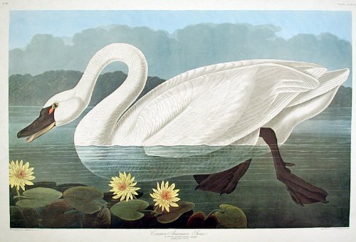 Common American Swan. From"The Birds of America" (Amsterdam Edition)