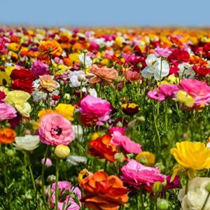 25 mixed ranunculus bulbs for planting – buttercup color mix value bag – plant in gardens, borders & flowerbeds – easy to grow fall flowers bulbs by willard & may