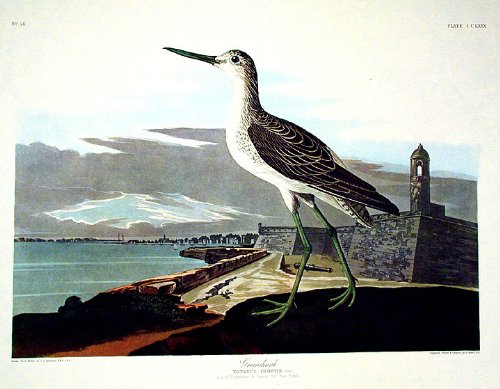 Greenshank. From"The Birds of America" (Amsterdam Edition)