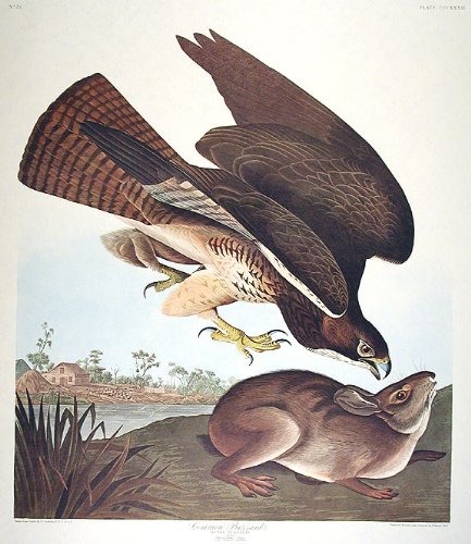 Common Buzzard. From"The Birds of America" (Amsterdam Edition)