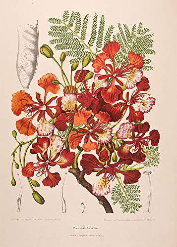 Poinciana Regia [Royal Poinciana]