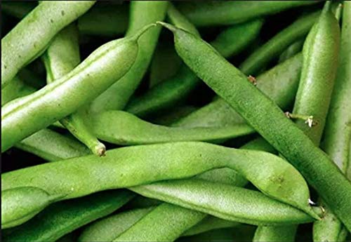 Blue Lake Bush Green Bean Seeds, 50+ Heirloom Seeds Per Packet, Non GMO Seeds, (Isla's Garden Seeds), Botanical Name: Phaseolus vulgaris