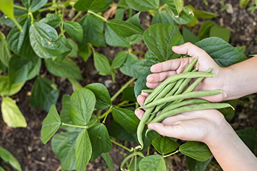 Blue Lake Bush Green Bean Seeds, 50+ Heirloom Seeds Per Packet, Non GMO Seeds, (Isla's Garden Seeds), Botanical Name: Phaseolus vulgaris