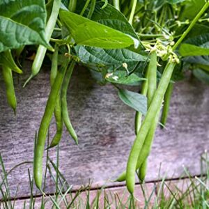 Blue Lake Bush Green Bean Seeds, 50+ Heirloom Seeds Per Packet, Non GMO Seeds, (Isla's Garden Seeds), Botanical Name: Phaseolus vulgaris