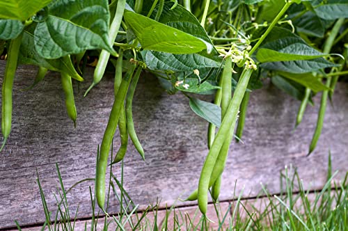 Blue Lake Bush Green Bean Seeds, 50+ Heirloom Seeds Per Packet, Non GMO Seeds, (Isla's Garden Seeds), Botanical Name: Phaseolus vulgaris