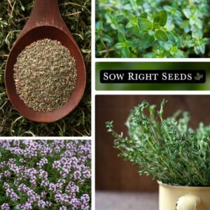 Sow Right Seeds - Thyme Seed for Planting - All Non-GMO Heirloom Thyme Seeds with Full Instructions for Easy Planting and Growing Your Kitchen Herb Garden, Indoor or Outdoor; Great Gift