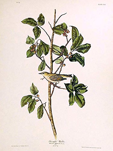 Tennessee Warbler. From"The Birds of America" (Amsterdam Edition)