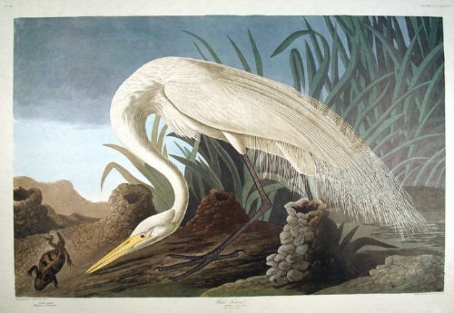 White Heron. From"The Birds of America" (Amsterdam Edition)