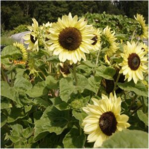 Seed Needs, Specialty Blend of 1,000+ Sunflower Seeds for Planting (15+ Varieties, Crazy Mixture) Heirloom, Open Pollinated & Untreated - Attracts Butterflies & Bees Bulk