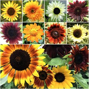 seed needs, specialty blend of 1,000+ sunflower seeds for planting (15+ varieties, crazy mixture) heirloom, open pollinated & untreated – attracts butterflies & bees bulk