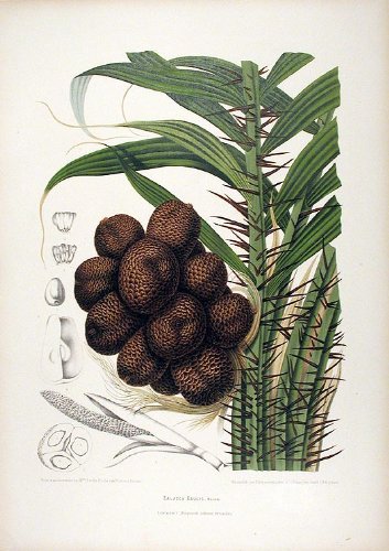 Zalacca Edulis [Salak Palm]