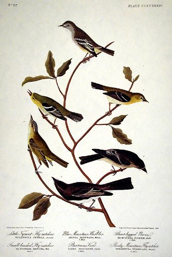 Little Tyrant Fly-catcher, Small-headed Fly-catcher, Blue Mountain Warbler, Common Water Thrush. From"The Birds of America" (Amsterdam Edition)