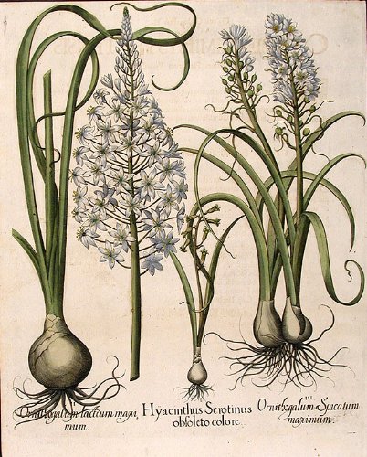 [Late hyacinth] Hyacinthus Serotinus obsoleto colore; [Star-of-Bethlehem] Ornithogalum lactum maximum; [Star-of-Bathlehem] Ornithogalum Spicatum maximum