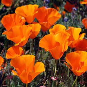 outsidepride eschscholzia californica california poppy native garden wild flower seed – 1/4 lb