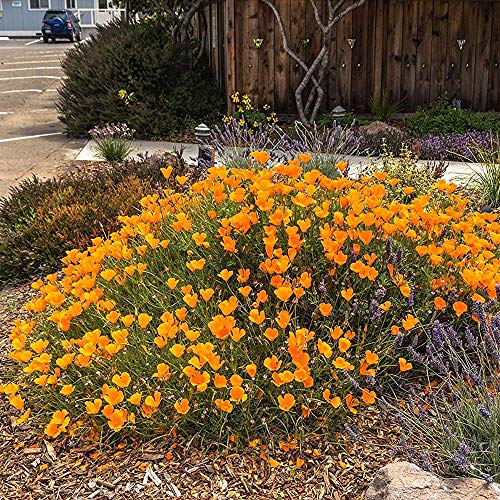 Outsidepride Eschscholzia Californica California Poppy Native Garden Wild Flower Seed - 1/4 LB