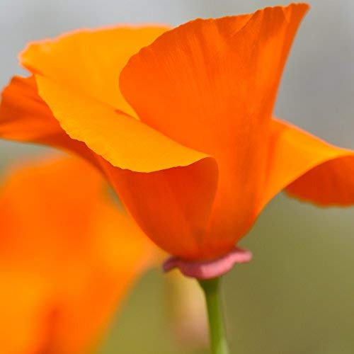 Outsidepride Eschscholzia Californica California Poppy Native Garden Wild Flower Seed - 1/4 LB