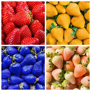 400+ mix strawberry seeds for planting – heirloom non-gmo red yellow blue white climbing strawberry – everbearing fruit plant home garden sweet and delicious