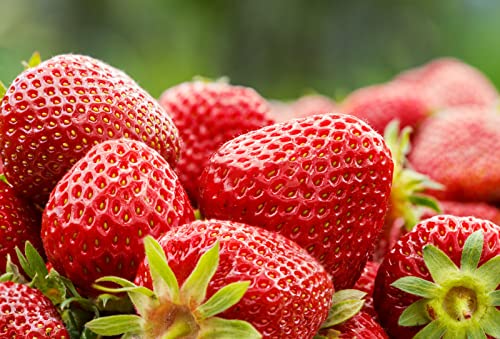 400+ Mix Strawberry Seeds for Planting - Heirloom Non-GMO Red Yellow Blue White Climbing Strawberry - Everbearing Fruit Plant Home Garden Sweet and Delicious