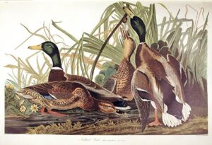 mallard duck. from”the birds of america” (amsterdam edition)
