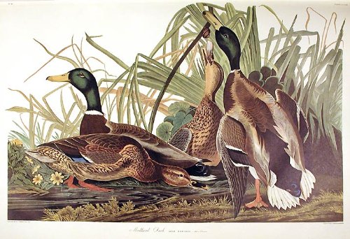 Mallard Duck. From"The Birds of America" (Amsterdam Edition)