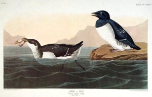 little auk. from”the birds of america” (amsterdam edition)