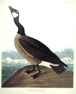 hutchinsÆs barnacle goose. from”the birds of america” (amsterdam edition)