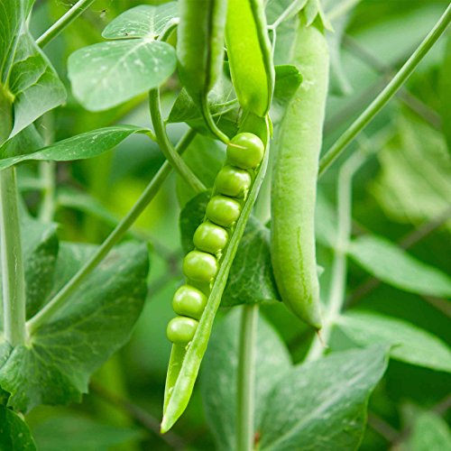 "Early Frosty" Garden Pea Seeds for Planting, 50+ Heirloom Seeds Per Packet, (Isla's Garden Seeds), Non GMO Seeds, Botanical Name: Pisum sativum, 90% Germination Rate