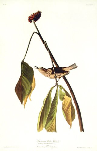 Louisiana Water Thrush. From"The Birds of America" (Amsterdam Edition)